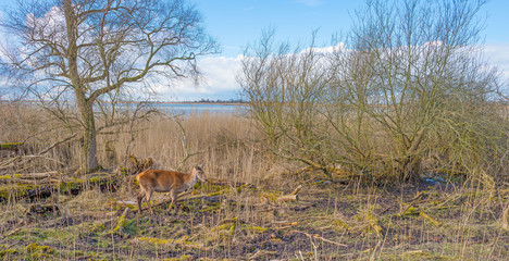 Naklejka premium Shore of a lake in sunlight in winter