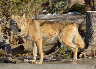 Wolf (Canis lupus lupus) in winter
