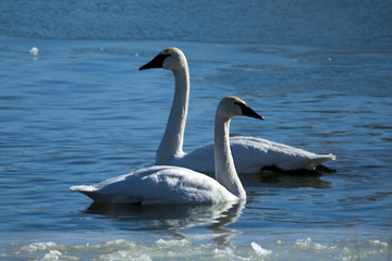 Two Trumpeter Swans