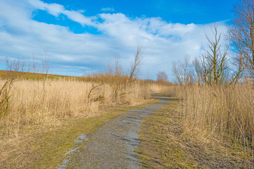 Path through reed in winter