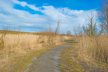 Fototapeta na wymiar Path through reed in winter