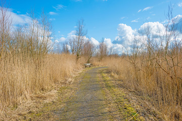 Path through reed in winter