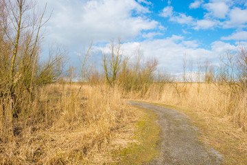 Path through reed in winter