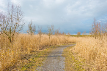 Path through reed in winter