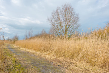 Fototapeta na wymiar Path through reed in winter