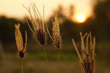 grass flower on sunset soft blur nature background, spring or summer concept