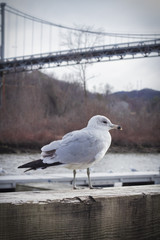 Suspension Bridge Seagull