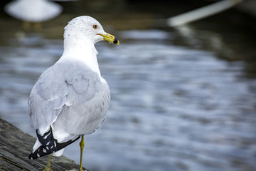 Close up Portrait Seagull
