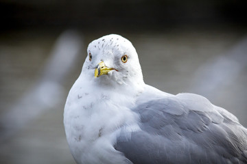 Close up Portrait Seagull
