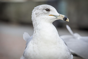Close up Portrait Seagull