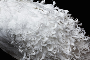 White curly feathers texture for background