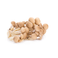 shimeji mushrooms brown varieties on white background