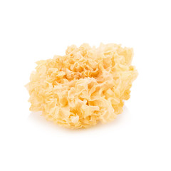 Chinese food tremella fuciformis white fungus isolated