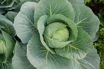Fototapeta premium green fresh cabbage garden