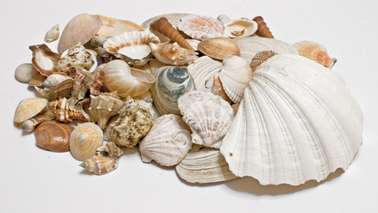 decoration with shell / the composition consists a shell
