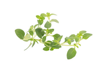 thyme plant on white background