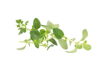 thyme plant on white background