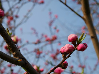 Peach flower bud