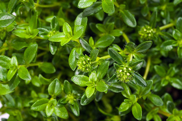 Summer savory