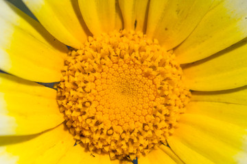 Daisy flower closeup on  yellow center