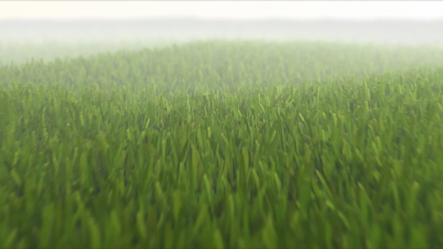 Camera flight over fresh grass field, seamless loop, 3D animation, depth of field, motion blur, HD 1080p TIP: You can speed up 2x or 3x this sequence to get more impressive effect.
