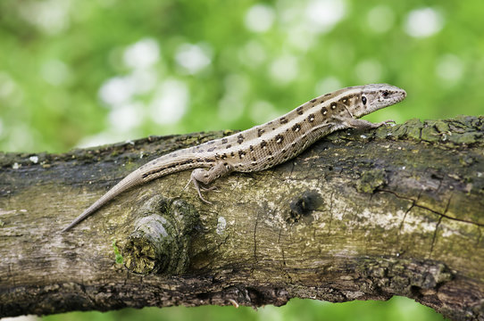 Lizard on the branch