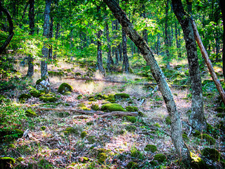 Forest HDR