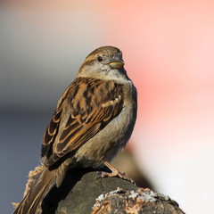 House Sparrow (Passer domesticus)