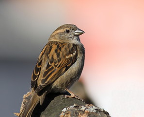 House Sparrow (Passer domesticus)
