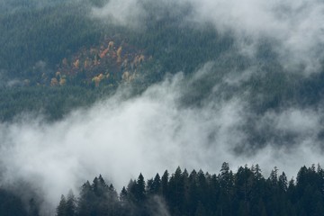 Fog cover the forest in the mountains. Misty forest view near Swift Reservoir. USA Pacific Northwest, Washington.