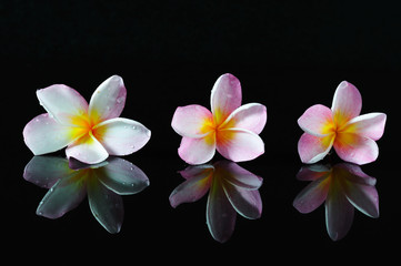Fototapeta na wymiar Spa, beauty and wellness concept - Frangipani flowers and reflection with dark background.