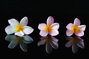 Deurstickers Spa, beauty and wellness concept - Frangipani flowers and reflection with dark background. © cn0ra