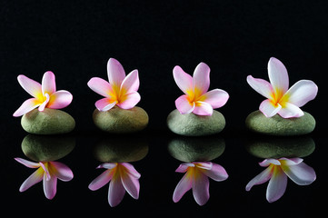Spa, beauty and wellness concept - Frangipani flowers on a zen stones with reflection, dark background.