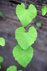 heart shape leaf