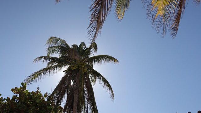 Top of coconut palm tree on blue sky background
