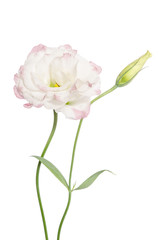 Beauty light pink flower isolated on white. Eustoma