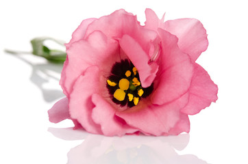 Beautiful pink eustoma flower isolated on white background