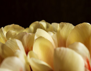 Background petals bright tulips on a dark background