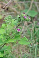 Burdock along path