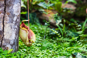 Tropical pitcher plant or monkey cup (Nepenthes)