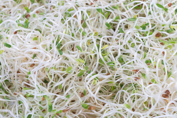 Sprouted alfalfa seeds on a white background