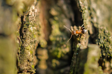Ant scout