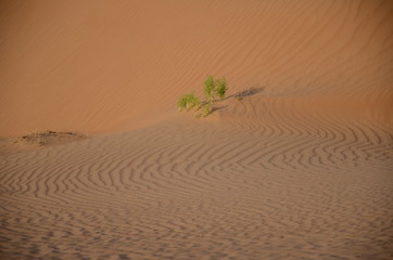 Small tree on sand dune with sand ripples