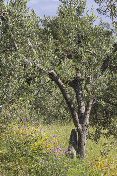 Olive tree near Bagnaia, Elba island, Tuscany, Italy, Europe