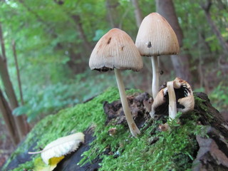 Mushrooms