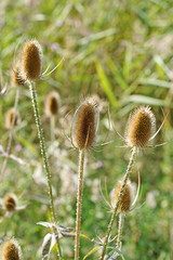 Obraz premium Distel im Herbs