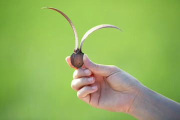 hand holding flying seed
