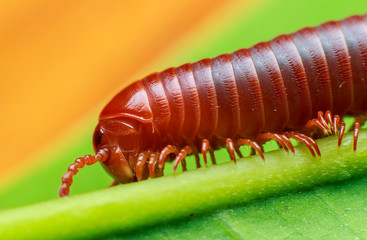 Millipede walking on a green leaf