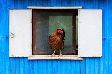 Fenster mit Huhn