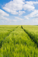 Getreidefeld im Burgenlandkreis, Sachsen-Anhalt